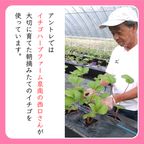 【店頭受取】いちごデコレーションスペシャル 5