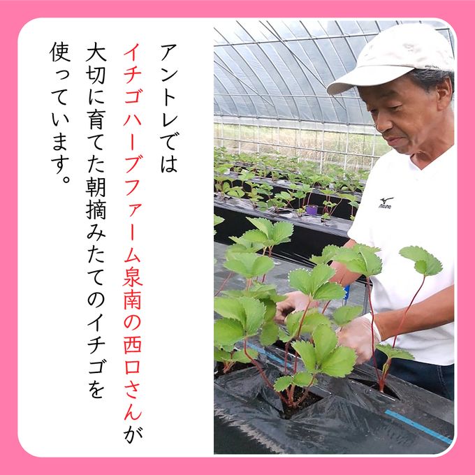 【店頭受取】いちごデコレーションスペシャル 5