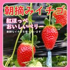 【店頭受取】いちごデコレーションスペシャル 6