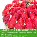 いちごタルト 5号 15cm strawberry-tart-5 3
