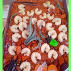 キャー！！幼虫カップ(⌒∇⌒) ６個セット 2