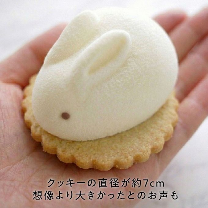 うさもっち 6個ボックス 【おもち専門スイーツMOTCH】 うさぎ チーズケーキ 和洋菓子 個包装 もちもち チーズムース おもち レアチーズ 餅 クリスマス2025  5