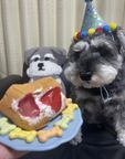 ハロウィン限定ワンちゃん用シフォンケーキサンド ハロウィン2026  ペットケーキ 犬ケーキ  4