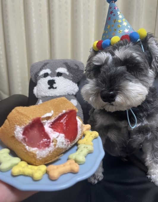 ハロウィン限定ワンちゃん用シフォンケーキサンド ハロウィン2026  ペットケーキ 犬ケーキ  4