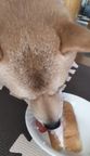 ハロウィン限定ワンちゃん用シフォンケーキサンド ハロウィン2026  ペットケーキ 犬ケーキ  3