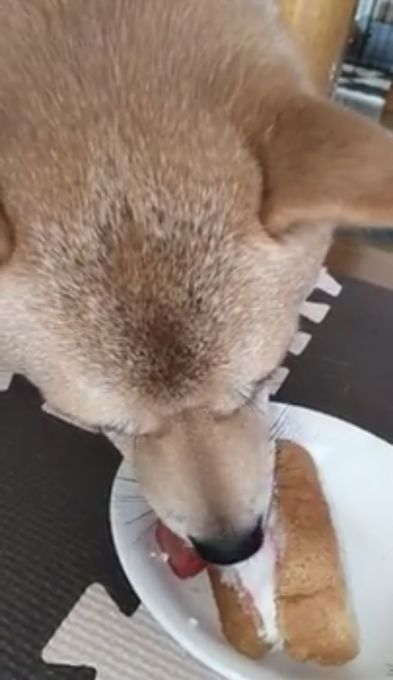 ハロウィン限定ワンちゃん用シフォンケーキサンド ハロウィン2026  ペットケーキ 犬ケーキ  3