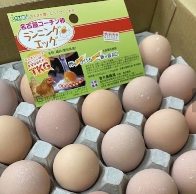 【大人気！こだわりの 極みプリン】名古屋コーチン 、絶品！！ とろ～りプリン ６個入り   2026 父の日2026 5