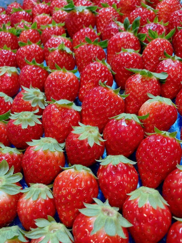 なめらかなティラミス いちご 3個入り（SWEETS AREA51） | Cake.jp