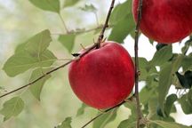 りんごのタルト お歳暮2025 6