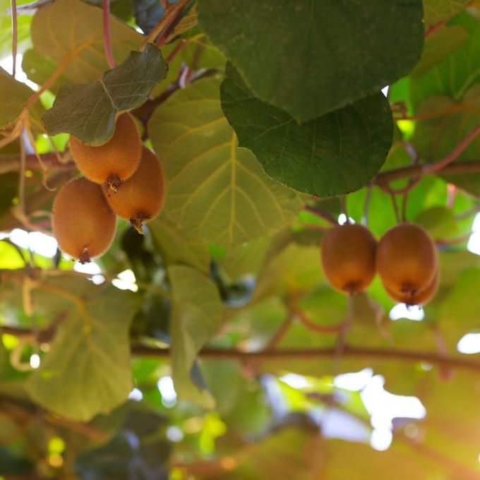 キウイのタルト 3
