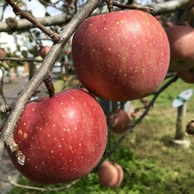 飯田市のシンボル［りんご並木］のふじりんご。今年も美味しく育ったよ。 6