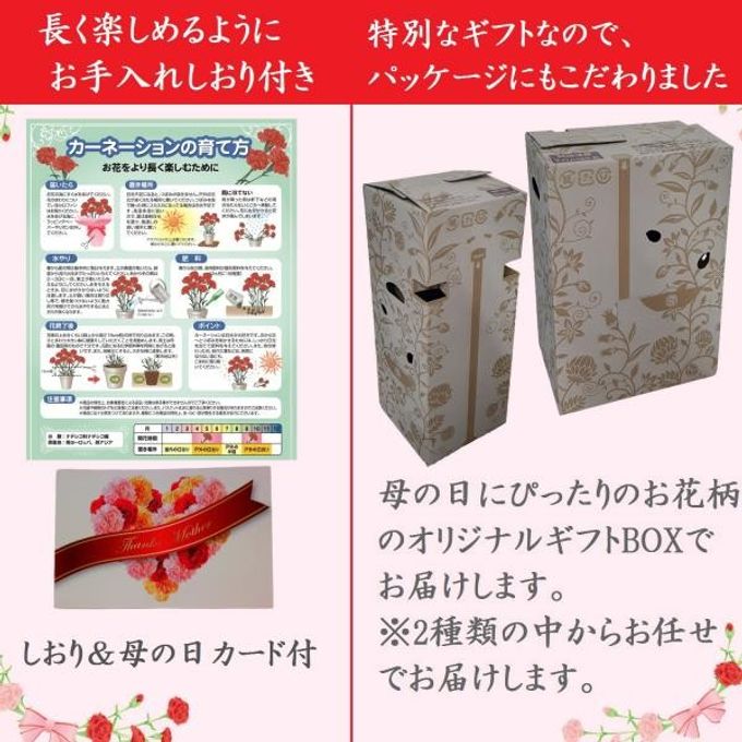京都きよ泉がお届けするカーネーションと抹茶スイーツセット 花と抹茶・ほうじ茶ダックワーズ10個入り 母の日 2021  5