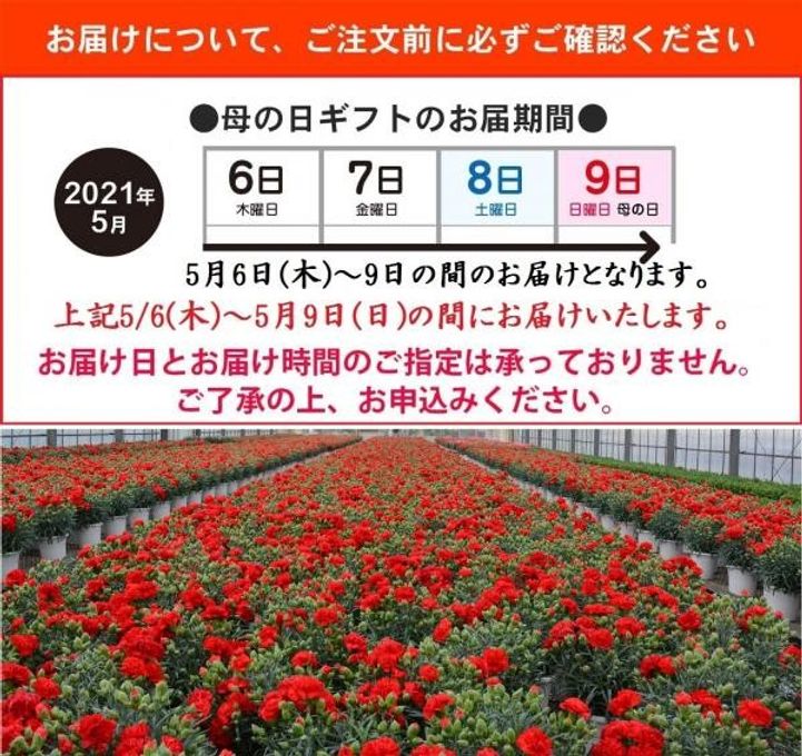 京都きよ泉がお届けするカーネーションと抹茶スイーツセット 花と抹茶・ほうじ茶ダックワーズ10個入り 母の日 2021  6