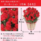 京都きよ泉がお届けするカーネーションと抹茶スイーツセット 花と抹茶・ほうじ茶ダックワーズ10個入り 母の日 2021  4