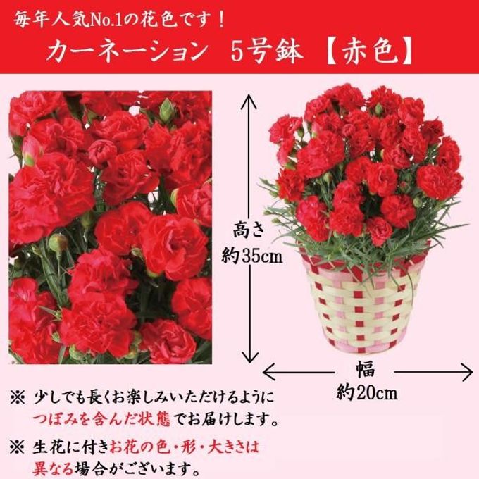 京都きよ泉がお届けするカーネーションと抹茶スイーツセット 花と抹茶・ほうじ茶ダックワーズ10個入り 母の日 2021  4