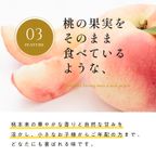 【梅義】和歌山ももゼリー （４個入） 5