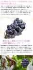 岡山県産果実100％とろけるような濃質食感 清水白桃・ピオーネジュレ3個入  5