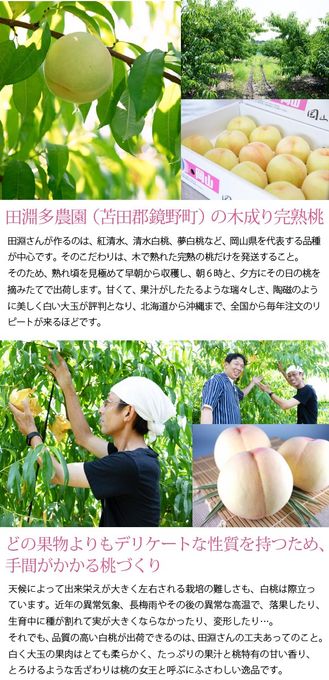 岡山県産清水白桃100％ 果実たっぷりとろけるような濃質食感 清水白桃ジュレ3個入  3