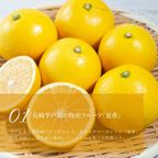 【父の日 早割 誕生日ケーキ 送料無料 メディア掲載店】初夏限定 夏香チーズタルト サマーオレンジ タルト 14cm 父の日2025 お中元2025 2