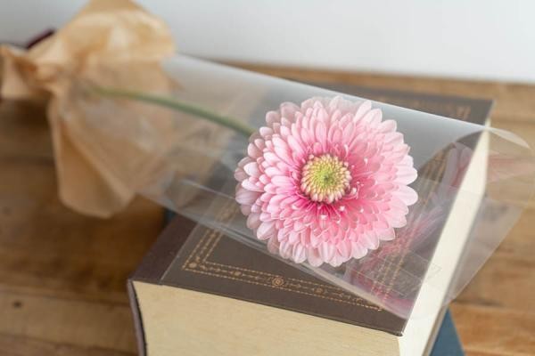 希望」「常に前進」「前向き」の花言葉 ガーベラの一輪ブーケ2本セット