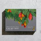 【KINEEL】【Marijn coertjens】カカオツリー 2022 6個入 │ ベルギーよりお届けする限定チョコレート │ 2