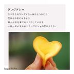 【KINEEL】ルフル・抹茶（16個入）/ 京都からお届け♪お花の形のかわいいラングドシャスイーツ（焼菓子16個セット）：95116 母の日のギフト・プレゼント2025 7