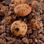 【厳選国産素材使用】【添加物不使用】銀河クッキー ビターチョコクッキー アドベンチャー缶  2