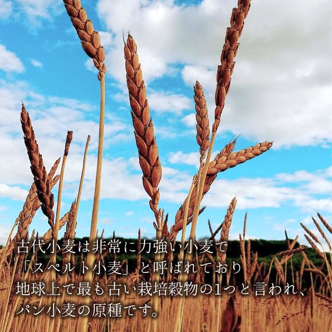 【厳選国産素材使用】【添加物不使用】銀河クッキー ラングドシャ キッチン缶  4