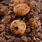 【厳選国産素材使用】【添加物不使用】銀河クッキー ビターチョコクッキー ショコラ缶  2