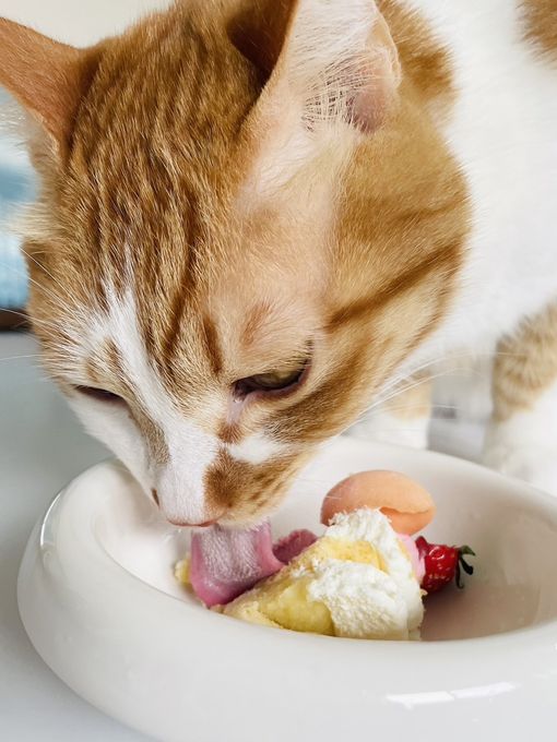 ≪犬用ケーキ≫中・大型犬向け☆ハッピーシャルロット 誕生日 お祝い 無添加 5