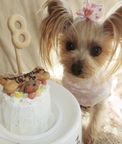 《犬用》小型犬向け☆ハッピープチミート《お肉のプチケーキ》 誕生日 お祝い 無添加 5