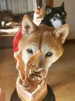 《犬用》小型犬向け☆ハッピープチLOVEフード《お魚のプチケーキ》 誕生日 お祝い 無添加 2