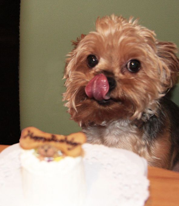 《犬用》小型犬向け☆ハッピープチミート《お肉のプチケーキ》 誕生日 お祝い 無添加 6