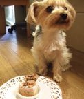 《犬用》小型犬向け☆ハッピープチLOVEフード《お魚のプチケーキ》 誕生日 お祝い 無添加 2