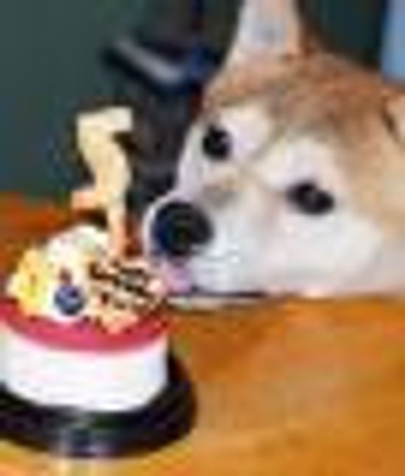 ≪犬・猫用ケーキ≫塩不使用！レアチーズケーキ☆ハッピーピュアチーズ【プチサイズ】 誕生日 お祝い 無添加 3