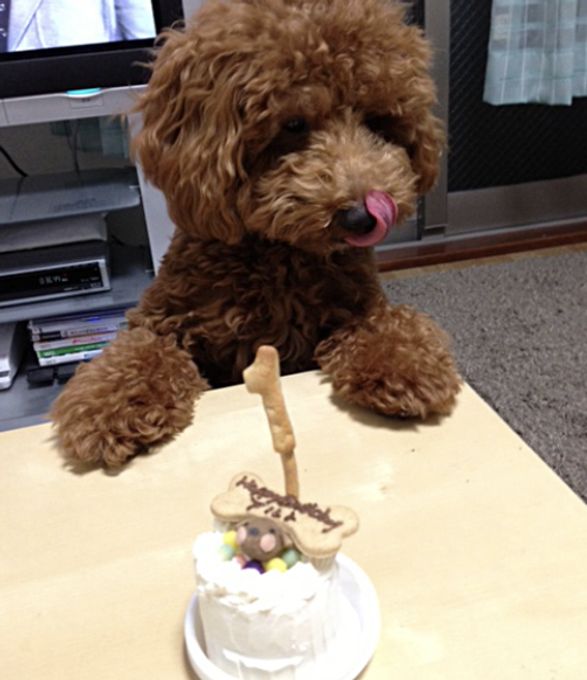 《犬用》小型犬向け☆ハッピープチミート《お肉のプチケーキ》 誕生日 お祝い 無添加 3