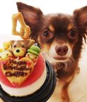 ≪犬・猫用ケーキ≫塩不使用！レアチーズケーキ☆ハッピーピュアチーズ【プチサイズ】 誕生日 お祝い 無添加 2