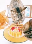 ≪犬用ケーキ≫中・大型犬向け☆ハッピーシャルロット 誕生日 お祝い 無添加 3