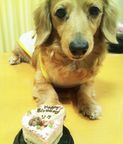 《犬用》小型犬向け☆ハッピープチLOVEフード《お魚のプチケーキ》 誕生日 お祝い 無添加 3