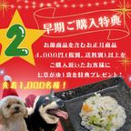 犬猫用【お魚のクリスマスケーキ】 クリスマス2026 7