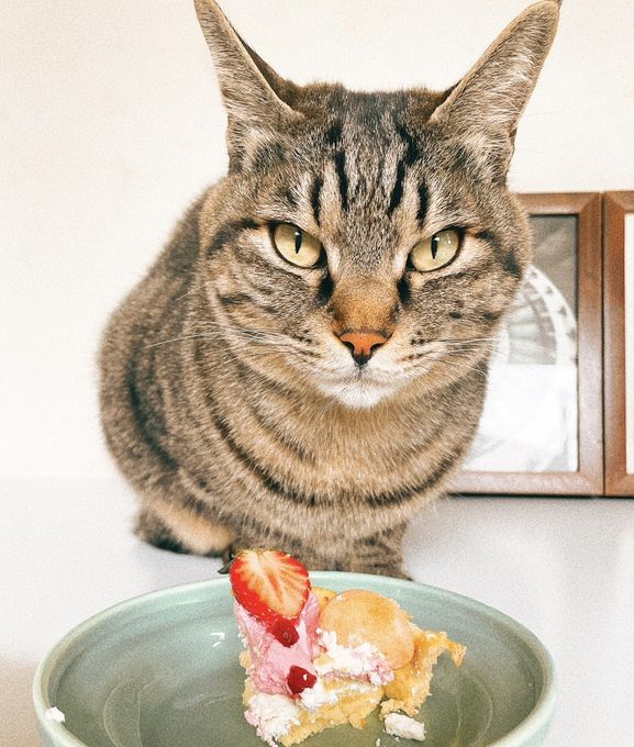 ≪犬用ケーキ≫中・大型犬向け☆ハッピーシャルロット 誕生日 お祝い 無添加 4