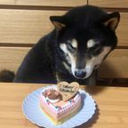 ≪犬用ケーキ≫中・大型犬向け☆ハッピーLOVEフード【お魚のケーキ】 誕生日 お祝い 無添加 2