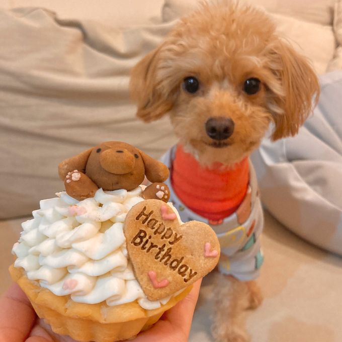 ≪犬用ケーキ≫ハッピープリティーウーわんケーキ 誕生日 お祝い 無添加 3