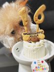 《犬用》小型犬向け☆ハッピープチミート《お肉のプチケーキ》 誕生日 お祝い 無添加 8