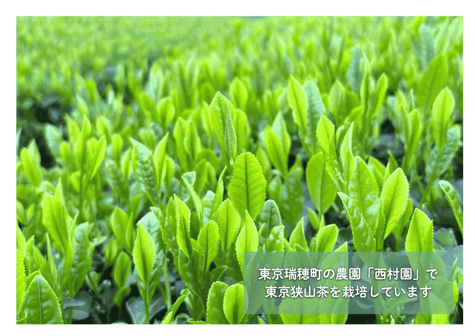 濃厚抹茶ガトーショコラ 母の日のギフト・プレゼント2025 10
