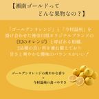 クリスマスアイスケーキ 湘南ゴールドとチーズアイスケーキ 15cmクリスマス2025 5