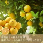 《アイスケーキ 》アイスケーキ 湘南ゴールドとチーズアイスケーキ (直径15cm)  4