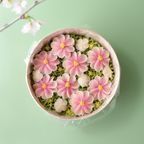【春爛漫】フラワーおはぎBOX～桜お花見  1