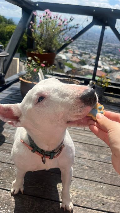 【犬用】わんちゃん用ミニアイシングクッキー １２枚セット 2