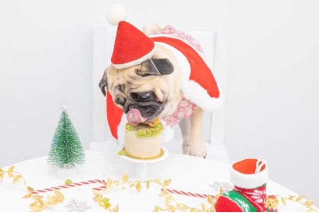 パグちゃんと一緒にクリスマス｜キャラクター玩具